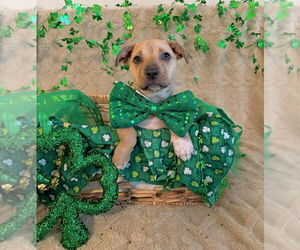 American Staffordshire Terrier-Labrador Retriever Mix Dogs for adoption in Lakewood, CO, USA