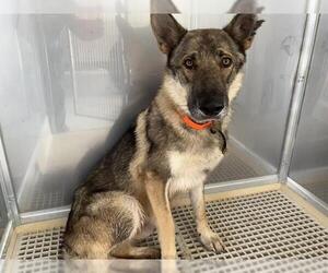 German Shepherd Dog-Unknown Mix Dogs for adoption in Grand Prairie, TX, USA