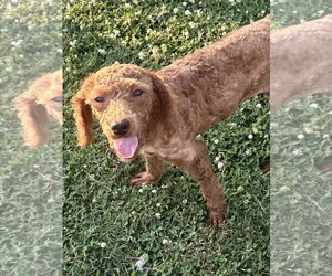 Poodle (Miniature)-Unknown Mix Dogs for adoption in Pacolet, SC, USA