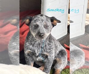 Australian Cattle Dog-Unknown Mix Dogs for adoption in Turlock, CA, USA