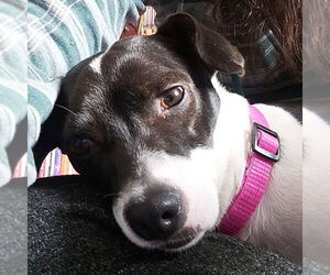 Rat Terrier Dogs for adoption in Atlanta, GA, USA