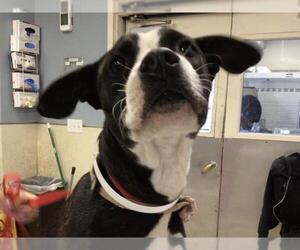 American Pit Bull Terrier Dogs for adoption in Riverside, CA, USA