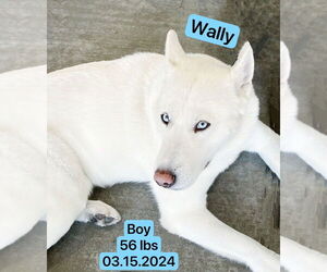 Siberian Husky Dogs for adoption in West Hollywood, CA, USA