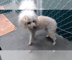 Poodle (Miniature)-Unknown Mix Dogs for adoption in Downey, CA, USA