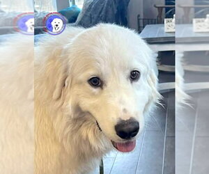 Great Pyrenees Dogs for adoption in Spring, TX, USA