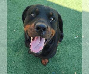 Rottweiler-Unknown Mix Dogs for adoption in Rockwall, TX, USA