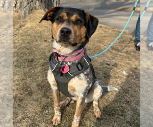 Bluetick Coonhound-Unknown Mix Dogs for adoption in Crystal, MN, USA