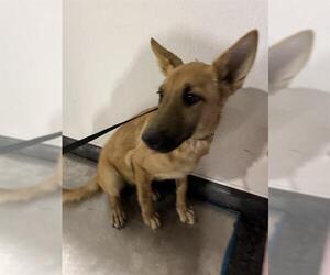 German Shepherd Dog Dogs for adoption in Bakersfield, CA, USA