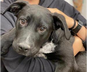 Shih Tzu Dogs for adoption in Pembroke, GA, USA