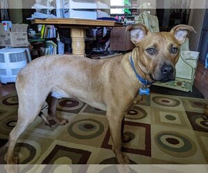 Mutt Dogs for adoption in Newcastle, OK, USA