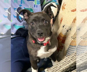 Mountain Cur-Unknown Mix Dogs for adoption in Ellijay, GA, USA