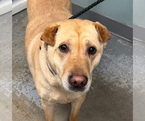 Mutt Dogs for adoption in Shelburne, VT, USA