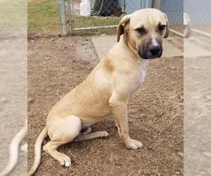 Black Mouth Cur Dogs for adoption in Brooksville, FL, USA