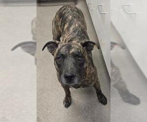 American Pit Bull Terrier-Unknown Mix Dogs for adoption in HESPERIA, CA, USA