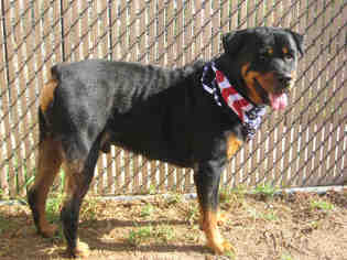 Rottweiler Dogs for adoption in Norco, CA, USA