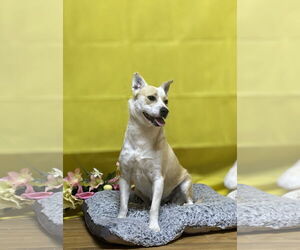 Red Heeler-Unknown Mix Dogs for adoption in Franklin, North Carolina, NC, USA