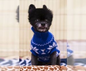 Pomeranian-Unknown Mix Dogs for adoption in Huntington, NY, USA
