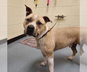 American Staffordshire Terrier-Unknown Mix Dogs for adoption in Denver, CO, USA