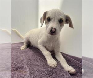 Mutt Dogs for adoption in Redlands, CA, USA