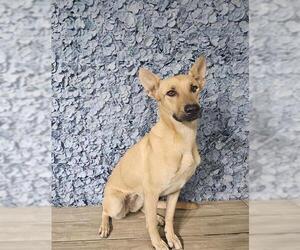 Shepradors Dogs for adoption in Bakersfield, CA, USA