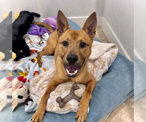 Mutt Dogs for adoption in Hilton Head, SC, USA