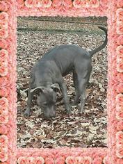 Medium Photo #1 American Pit Bull Terrier Puppy For Sale in Social Circle, GA, USA