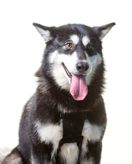 Alaskan Malamute Dogs for adoption in St. Louis Park, MN, USA