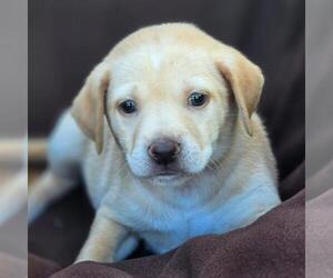 Chihuahua-Unknown Mix Dogs for adoption in San Diego, CA, USA