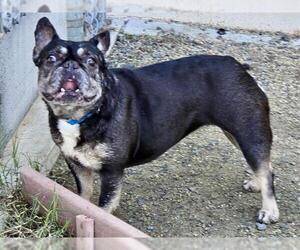 French Bulldog Dogs for adoption in Martinez, CA, USA