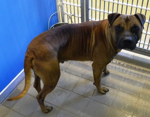 Boxer Dogs for adoption in Bryan, TX, USA