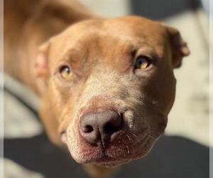 American Pit Bull Terrier Dogs for adoption in Tulsa, OK, USA