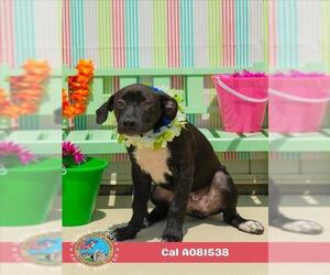 Labrador Retriever-Unknown Mix Dogs for adoption in Mobile, AL, USA