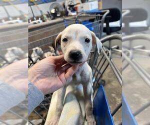 Labrador Retriever-Unknown Mix Dogs for adoption in Tallahassee, FL, USA