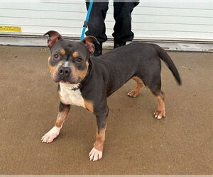 Mutt Dogs for adoption in Louisville, KY, USA