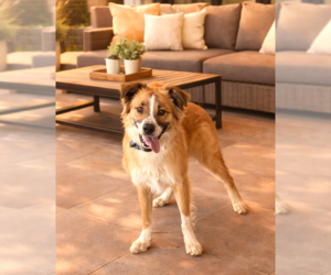 Australian Shepherd-Unknown Mix Dogs for adoption in Genesee, WI, USA