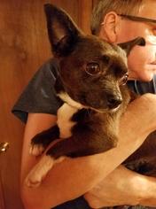 Medium Photo #1 Chihuahua Puppy For Sale in New Smyrna Beach, FL, USA