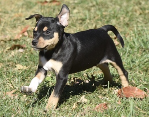 Medium Photo #1 Chipin Puppy For Sale in Mechanicsburg, PA, USA