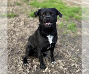 Bulldog-Staffordshire Bull Terrier Mix Dogs for adoption in Modesto, CA, USA