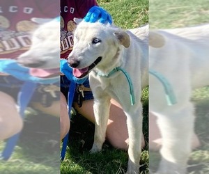 Huskies -Labrador Retriever Mix Dogs for adoption in El Cajon, CA, USA