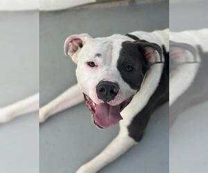 American Pit Bull Terrier-Unknown Mix Dogs for adoption in Las Vegas, NV, USA