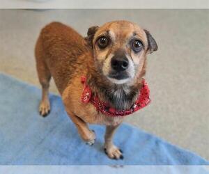 Chihuahua-Unknown Mix Dogs for adoption in Orange, CA, USA