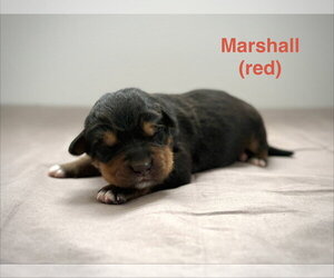 Medium Photo #1 Retriever -Unknown Mix Puppy For Sale in Calgary, Alberta, Canada