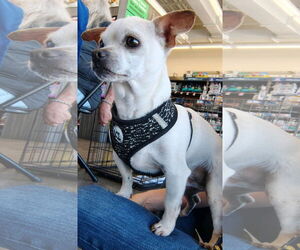 Chihuahua Dogs for adoption in Sanford, FL, USA