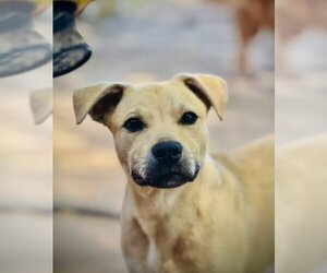 Anatolian Shepherd-Black Mouth Cur Mix Dogs for adoption in Houston, TX, USA
