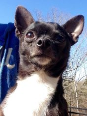 Chihuahua Dogs for adoption in West Columbia, SC, USA