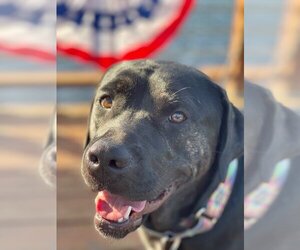 Labrador Retriever-Unknown Mix Dogs for adoption in Bellmawr, NJ, USA