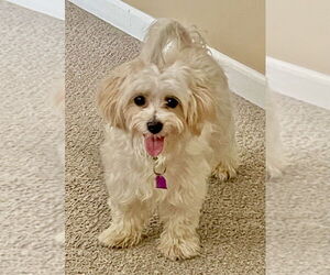 Mal-Shi Dogs for adoption in Mundelein, IL, USA