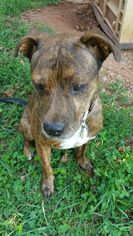 American Pit Bull Terrier Dogs for adoption in Demorest, GA, USA