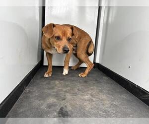 Chihuahua-Unknown Mix Dogs for adoption in Visalia, CA, USA