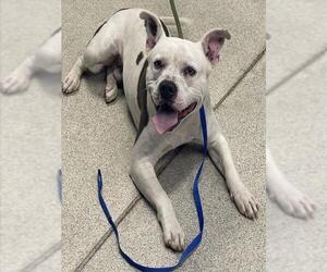 American Staffordshire Terrier Dogs for adoption in Tallahassee, FL, USA